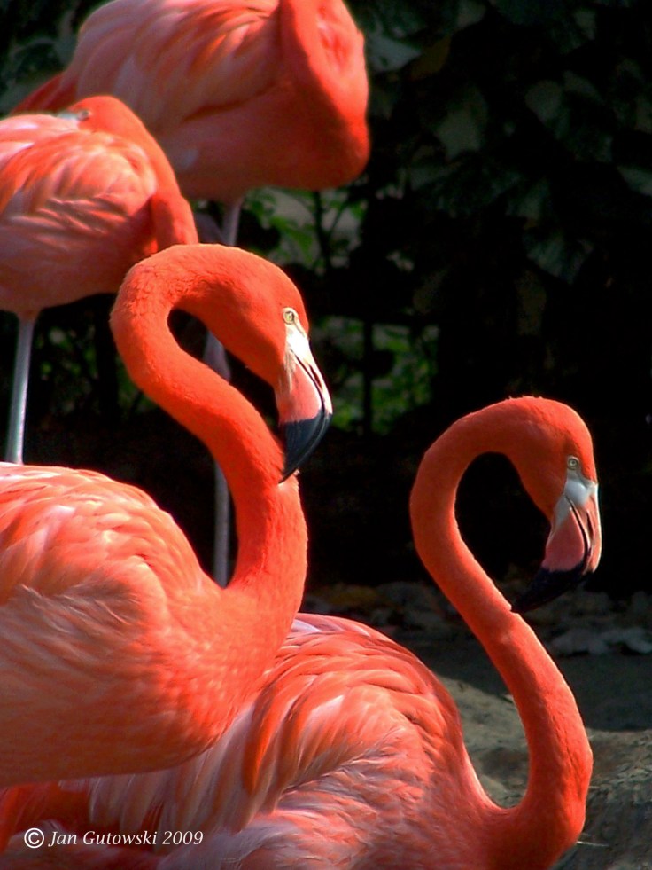 flamingos